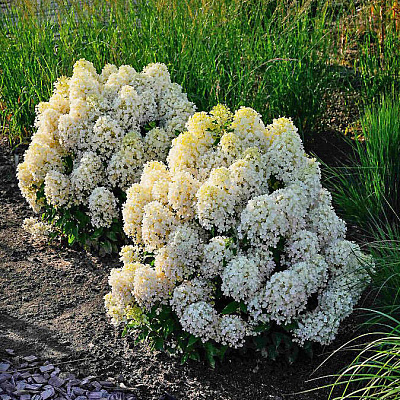 Гортензия метельчатая Милк энд Хани