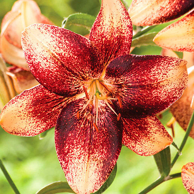 Лилия азиатская Танго Чоклат Ивент