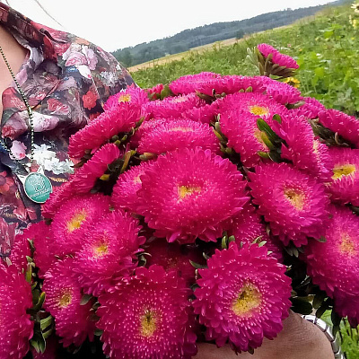 Астра Бенари Принцесс Кримсон