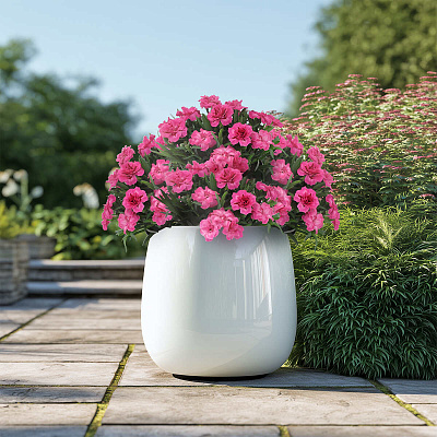 Гвоздика Оскар Неон Пинк