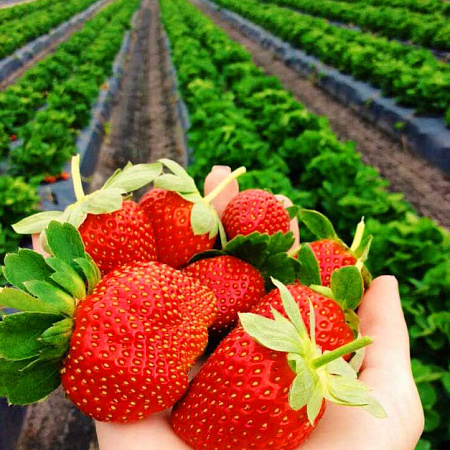 Фото Саженцы земляники садовой Фестивальная