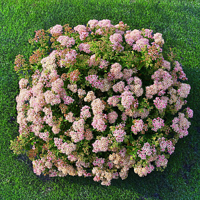 Спирея японская Джапаниз Дварф