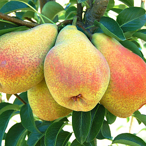 Груша Фаворитка