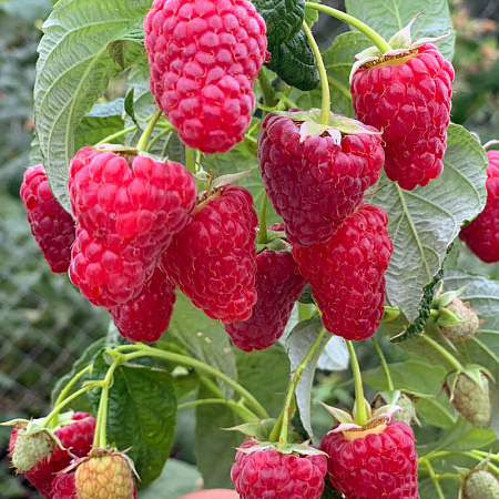 Фото Малина ремонтантная Васёна