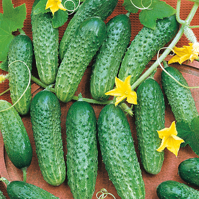 Огурец Антошка F1