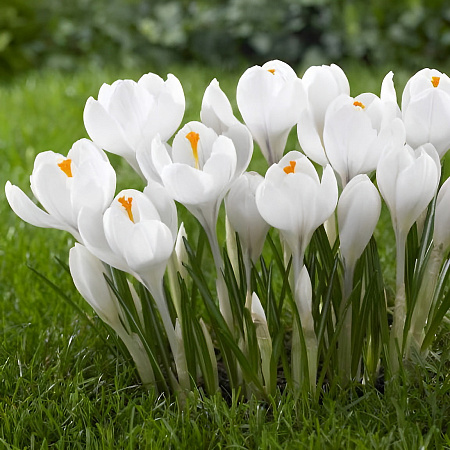 Фото Крокус Жанна д'Арк