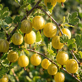 Крыжовник Алтайский номерной