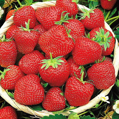 Земляника садовая Эльвира