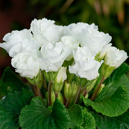 Фото Примула Розанна Белая