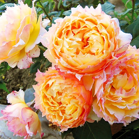 Фото Роза шрабовая Велл Бинг