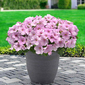 Петуния ампельная Изи Вэйф Пинк Перл