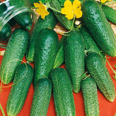 Огурец Конни F1