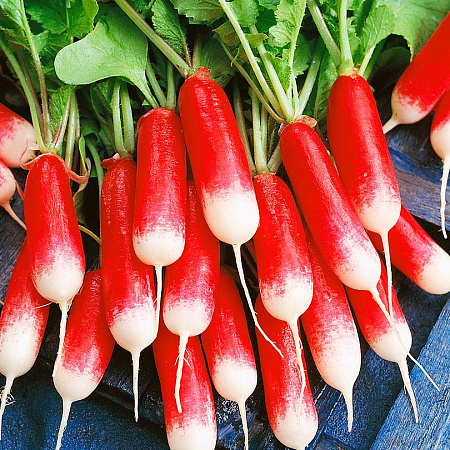 Фото Редис Слава