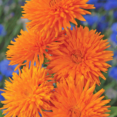 Фото Календула лекарственная Оранжевый дикобраз