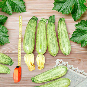 Кабачок Леопард F1