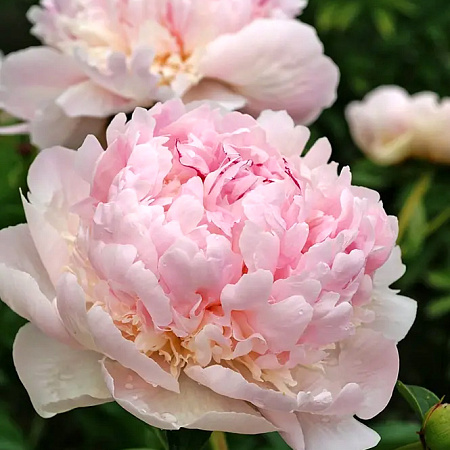 Фото Пион Энджел Чикс