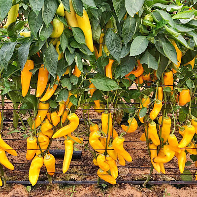 Перец сладкий Орнелла F1