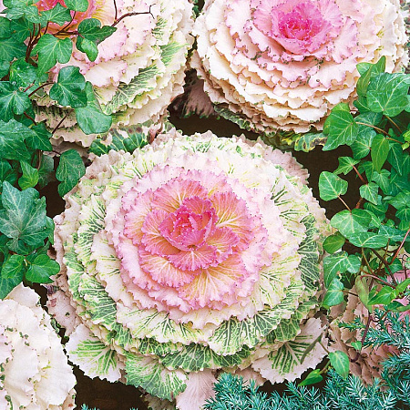 Фото Капуста декоративная Голубь победы