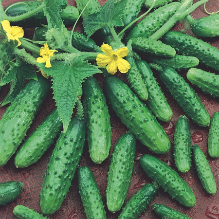 Фото Огурец Мохнатый шмель F1