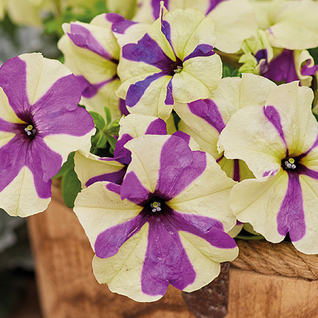 Фото Петуния Шейк грейпберри