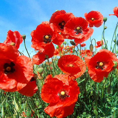 Мак самосейка красный