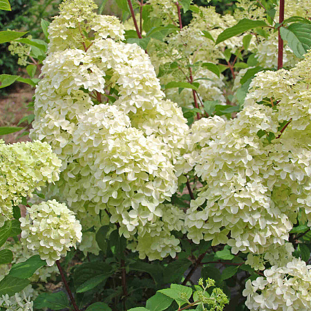 Фото Гортензия метельчатая Диамантино