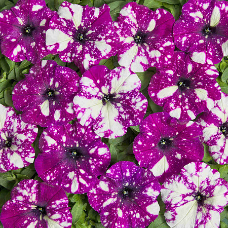 Фото Петуния Млечный путь Тёмно-фиолетовая