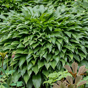 Хоста Инвинсибл