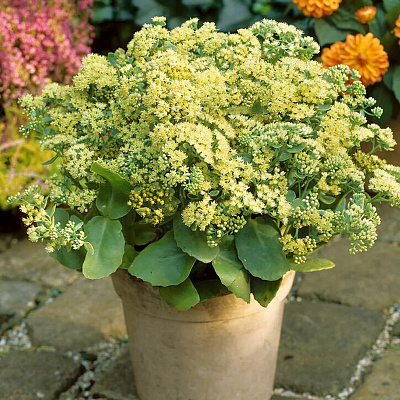 Седум Санкиссед