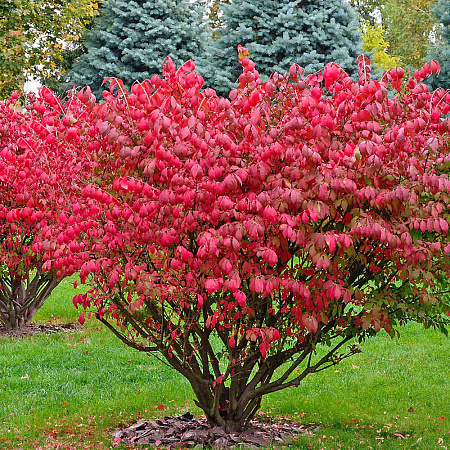 Фото Бересклет крылатый