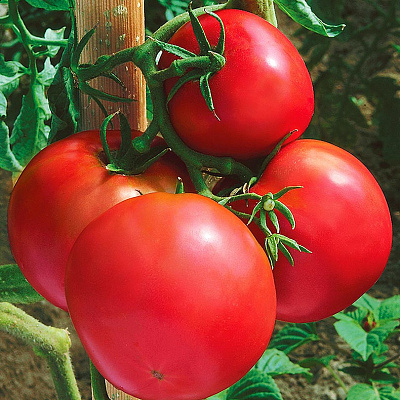 Помидор Ермак