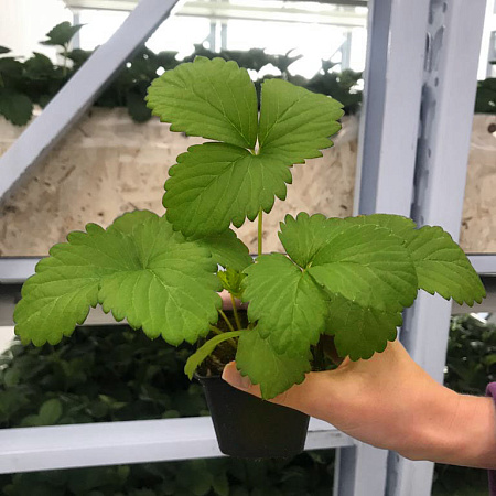 Фото Земклуника Купчиха (в горшках)