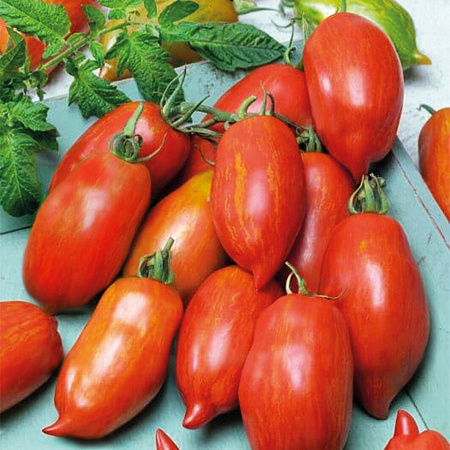 Фото Помидор Коловрат