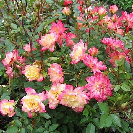 Фото Роза почвопокровная Триколор Фейри