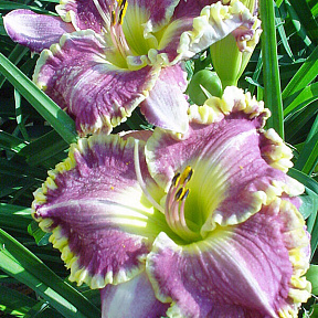 Лилейник Бестселлер