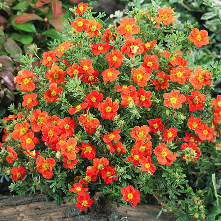 Фото Курильский чай Красный победитель