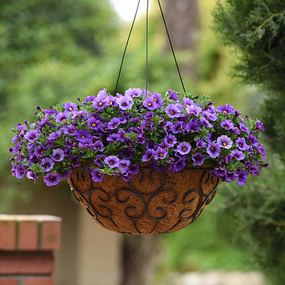 Калибрахоа Классик Деним