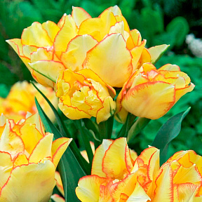 Тюльпан многоцветковый Акилла