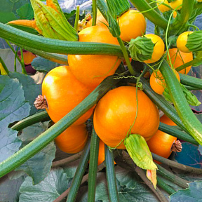 Кабачок Амарил F1