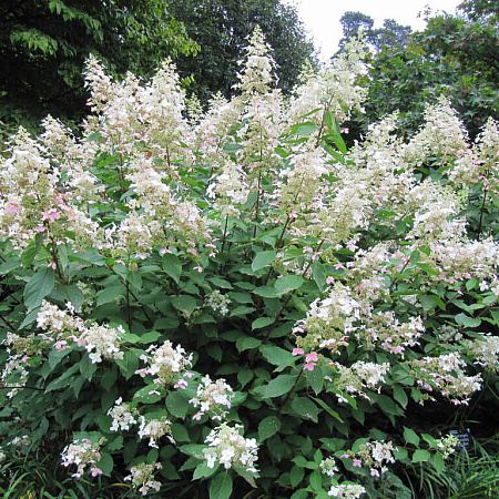 Фото Гортензия метельчатая Биг Бен