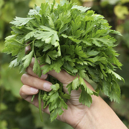 Фото Петрушка листовая Скоморох