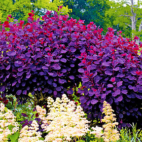 Скумпия Грейс