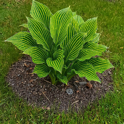 Хоста Сибериан тайгер