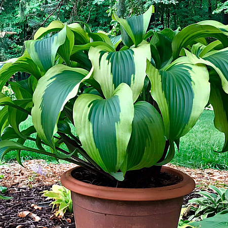 Фото Хоста Манки Бизнес