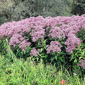 Посконник пурпурный