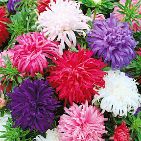 Астра Страусово перо Яркий набор