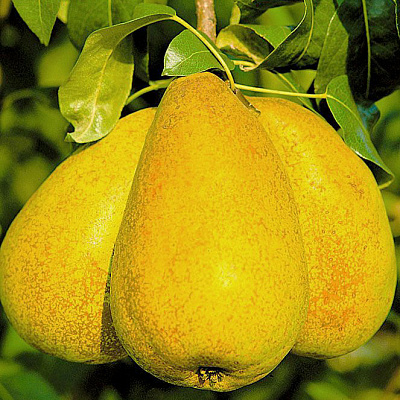 Груша Апрелька