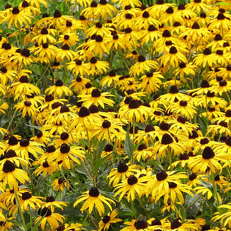 Фото Рудбекия шерстистая