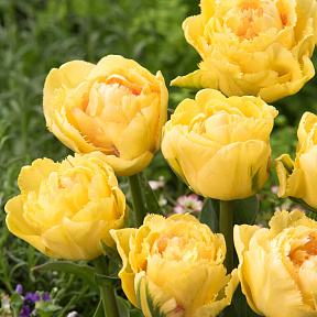Тюльпан махровый бахромчатый Лемон Шут