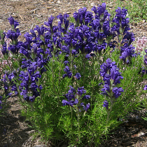 Змееголовник Харкевича